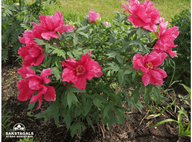 Paeonia × suffruticosa   'Xin Ri Yue'